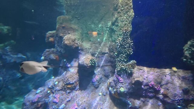 Raie qui nage dans les profondeurs 