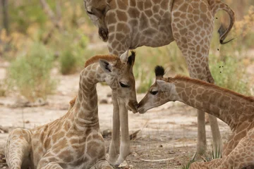 Selbstklebende Fototapeten Giraffe two giraffe cubs play with each other 467  © meyblume
