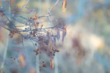 Beautiful spring scenery close-up with alder tree branches. Springtime in Latvia, Europe.