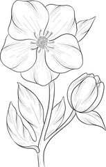 Line Art Drawing of a Blooming hellebore Flower and Bud