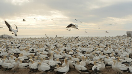 huge colony of gannets in evening light 483
