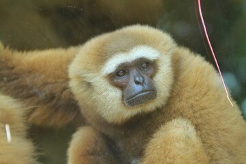 close up of a gibbon's flat face