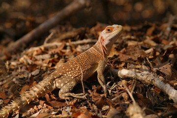 collared iguana, Oplurus cuvieri, on ground 134
