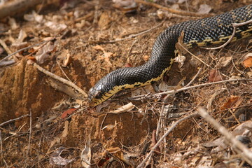 Madagascan giant hognose, Leioheterodon madagascariensis 204 
