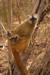 Obraz premium brown lemur with two young twins 110 