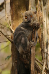 sportive lemur, Lepilemur, clings to a branch, looking interested  238