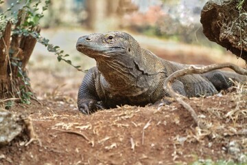 Obraz premium Close up of a Komodo dragon crawling on the ground