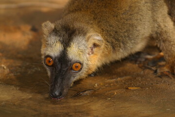 Fototapeta premium brown lemur, portrait, drinking from a pond 661 