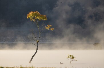 tree in fog
