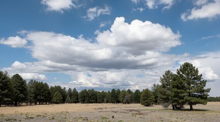 pine trees in the mountains