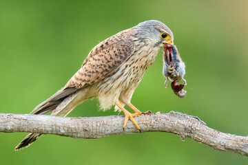 Common kestrel / Turmfalke (Falco tinnunculus)