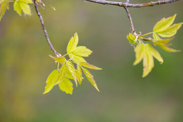 A beautiful spring scenery with fresh, green leaves sprouting in the park. Springtime in Latvia, Europe.