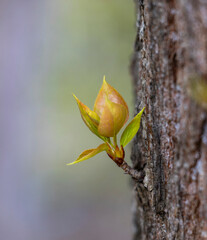 A beautiful spring scenery with fresh, green leaves sprouting in the park. Springtime in Latvia, Europe.