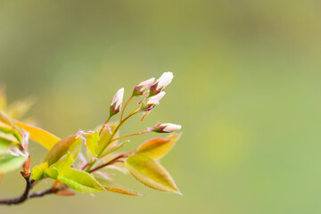 A beautiful spring scenery with fresh, green leaves sprouting in the park. Springtime in Latvia, Europe.