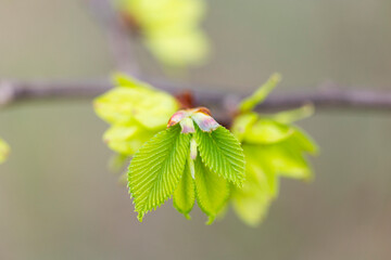 A beautiful spring scenery with fresh, green leaves sprouting in the park. Springtime in Latvia, Europe.