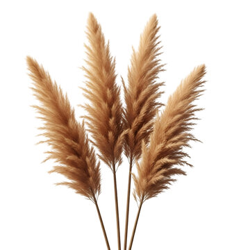 Pampas Grass Plumes on Black Background