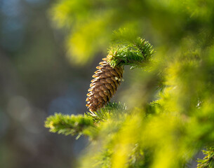 A beautiful spruce tree cones during a sunny spring day. Springtime in Latvia, Europe.
