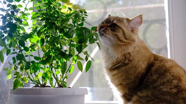 Cute tabby cat playing with green potted houseplant. Kitten smelling home plants. Funny Pampered Pets. Animals behavior