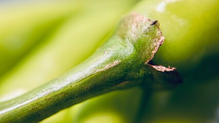 Macro photograph showing the detailed texture of a fresh green chili pepper stem. The image highlights the natural color, organic surface, and freshness of the vegetable.