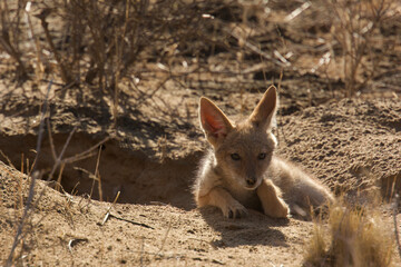 young cape fox, Vulpes chama, close to the den 141