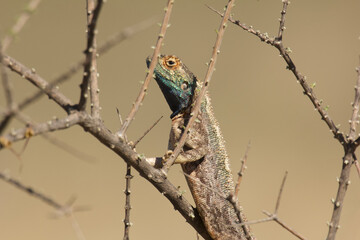 ground agama on thorny branch, Agama aculeata, close 191