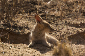 young cape fox, Vulpes chama, close to the den 139