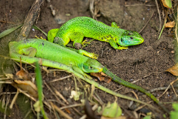 Western green lizard / Westliche Smaragdeidechse (Lacerta bilineata)
