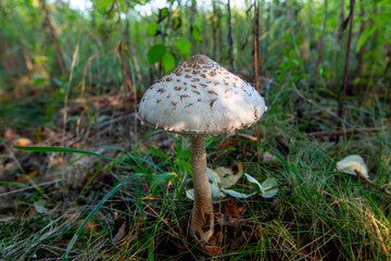 Parasol Mushroom in the Field (Macrolepiota Procera)