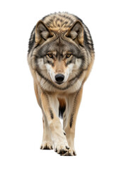 Fototapeta premium Majestic wolf staring directly at the viewer, wild animal, canine predator, wilderness, wildlife photography, furry, isolated on transparent background