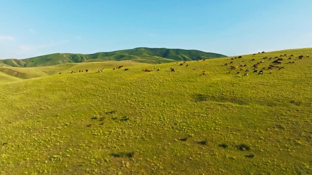 Flock of free-range grass-fed sheep grazing in green meadow in Kyrgyzstan at sunny summer evening. Approaching drone POV.