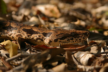 Madagascar tree boa moving on ground, close 622