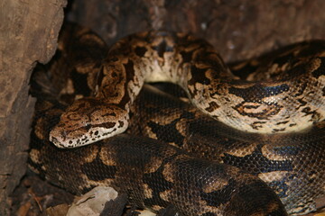 Madagascar tree boa moving on ground 630  
