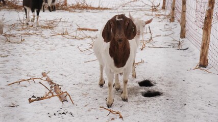 Farm animals standing on snowy ground in a fenced area during winter. Concept of rural farming, agriculture and countryside lifestyle.