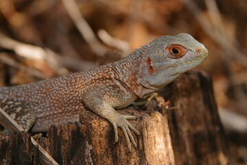 collared iguana, Oplurus cuvieri, on tree stump, portrait 036
