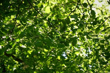 Obraz premium Green leaves background. Trees and daylight.