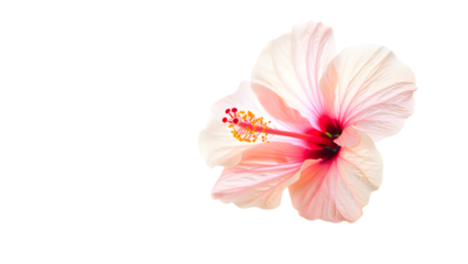 A delicate pink hibiscus flower with vibrant red and yellow stamen, isolated on a clean transparent background