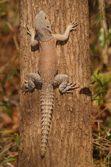 reptile Oplurus cuvieri on tree trunk, close 291