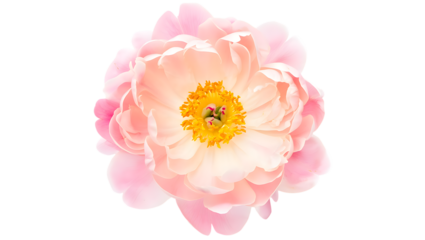A delicate pink peony flower isolated on a transparent background, showcasing its soft petals and vibrant yellow center