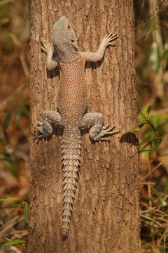 reptile Oplurus cuvieri on tree trunk, close 291