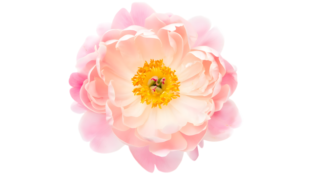 A delicate pink peony flower isolated on a transparent background, showcasing its soft petals and vibrant yellow center - Powered by Adobe