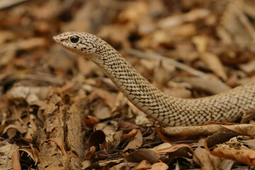 blond hognose snake, Leioheterodon modestos 529
