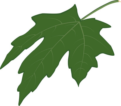 Green maple leaf clipart with gentle curve effect. Bright vector element symbolizing freshness and nature. Perfect for spring designs, patterns, stickers, cards, and eco projects.