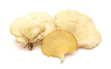 Fresh Trumpet Mushrooms on White