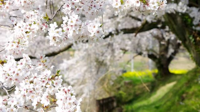 風に揺れる満開のソメイヨシノの大木