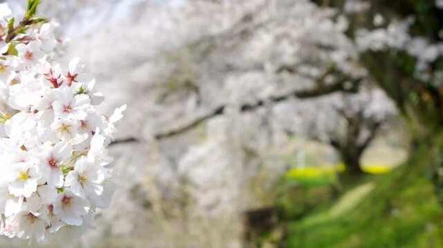 風に揺れる満開のソメイヨシノの大木2