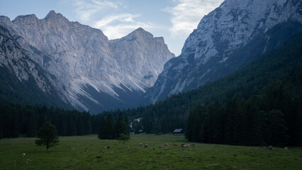Beautiful alpine valley with forests, grazing cows and high rock walls during sunrise, Slovenia