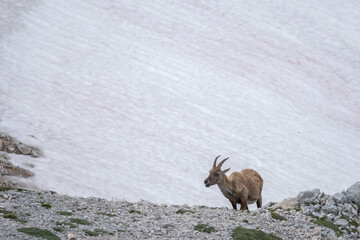Brown female ibex on a snow a field and rocky landscape, Triglav National Park, Slovenia