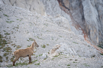 Female alpine ibex looking over the rocky landscape, Triglav National Park, Slovenia