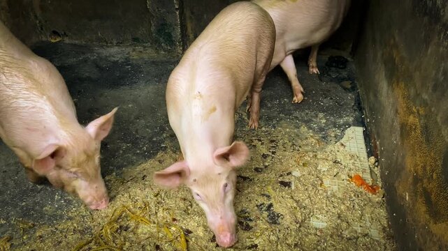 Pig Farming. Piglet. Cute Animal	