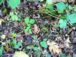 A common frog, camouflaged on wet leaves, carefully observes its surroundings. A fascinating insight into the world of amphibians. 